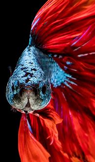 Image result for iPhone 14 Fish Wallpaper