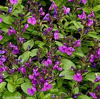 Image result for Salvia greggii Mirage Violet