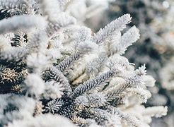 Image result for nieve
