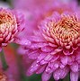 Image result for Chrysanthemum iPhone 6 Wallpaper