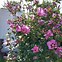 Image result for Hibiscus syr. Pink Giant