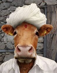 Image result for Funny Cows Animals