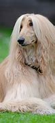 Image result for Long Haired Afghan Hound