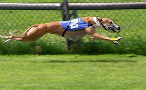 Image result for Tom Ainslie Horse Racing