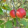 Image result for Malus Pumila