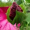 Afbeeldingsresultaten voor Hibiscus moscheutos Rose Vif