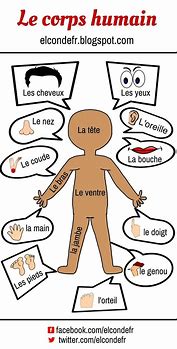 Image result for Parties Du Corps