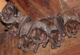 Image result for Old Bat Pics