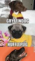 Image result for Cute Harry Potter Animal Memes