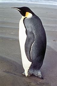 Image result for Male King Penguin