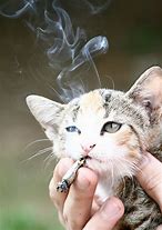 Image result for Cat Smoking Pot