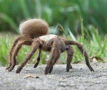 Image result for Biggest Spider in Texas