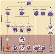 Image result for Hematology Cell Chart