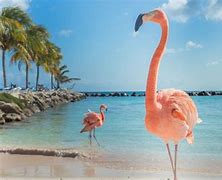 Image result for Flamingos in Bahamas