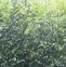 Image result for Phyllostachys nigra 