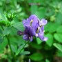 紫花苜蓿 的图像结果