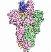 Image result for Spike Protein Biorender