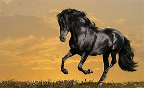 Image result for Mustang Horse White Background