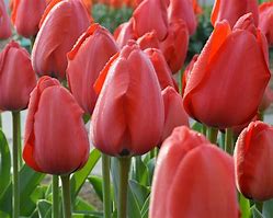 Image result for Tulipa Parade