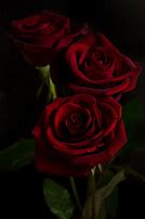 Image result for Beautiful Red Rose Black Background