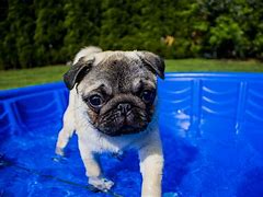 Image result for Happy Pug