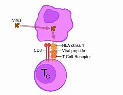 Image result for T Cells Biology