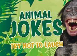 Image result for Really Funny Jokes 2019