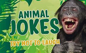 Image result for 2019 Funny Jokes