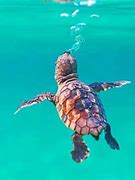 Image result for Swimming Animals