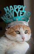 Image result for Funny Cat New Year