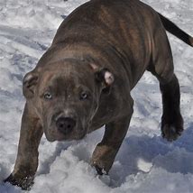 Image result for Pitbull Mixed with XL Bully Wight POWs Puppy