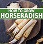 horseradish 的图像结果