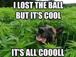 Image result for Weed Puppy Meme
