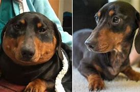 Image result for Devious Sausage Dog