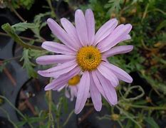 Image result for Chrysanthemum weyrichii