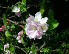 Image result for Apple Tree Grow
