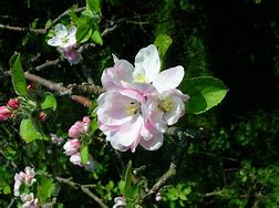 Image result for Sweet Apple Tree