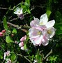 Image result for Flowering Apple Tree