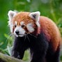 Image result for Red Panda Animal
