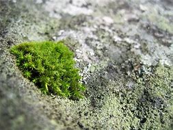 Image result for Moss Types