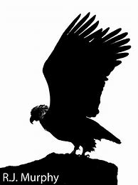 Image result for Bald Eagle Silhouette