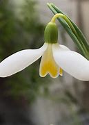 Image result for Galanthus Mother Goose