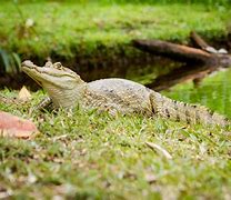 Image result for Caiman Crocodile vs Alligator