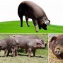 Image result for Pig Breeds List