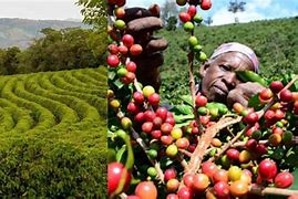 Image result for Tanzania Coffee