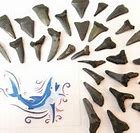 Image result for Shark Teeth Decal