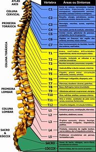 Image result for The Spine Frequencies