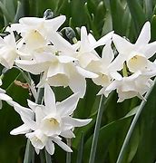 Image result for Narcissus Starlight Sensation