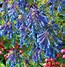 Image result for Corydalis x allenii