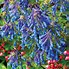 Image result for Corydalis elata Spinners